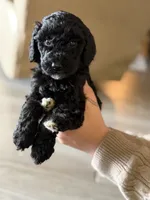 Tootsie , a female Labradoodle for sale in Brownsville, TX – 2 of 6