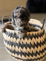 Snickers- Dark Merle, a female Labradoodle for sale in Brownsville, TX – 2 of 5