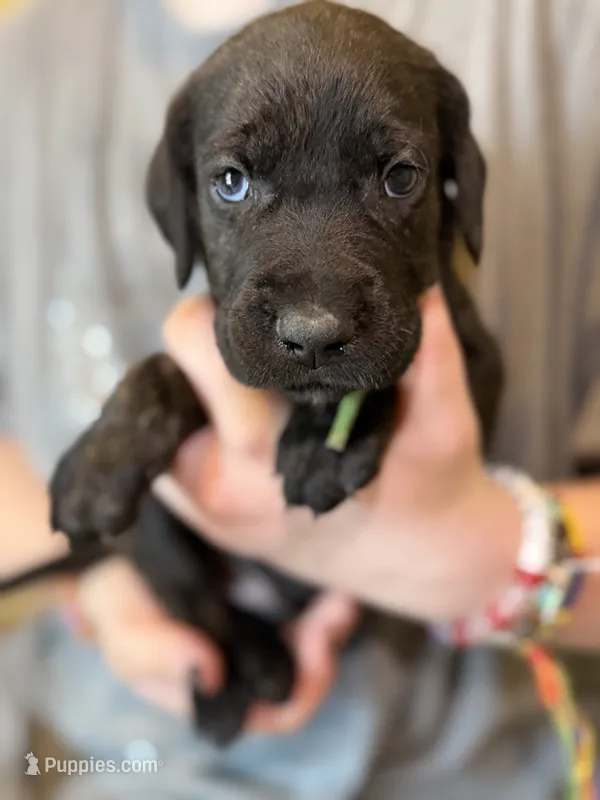 Dumpling – Cane Corso, Poodle - Standard  puppy for sale in Brownsville, TX