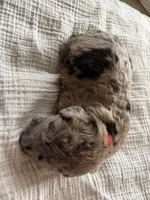Snickers- Merle , a male Labradoodle for sale in Brownsville, TX – 4 of 4