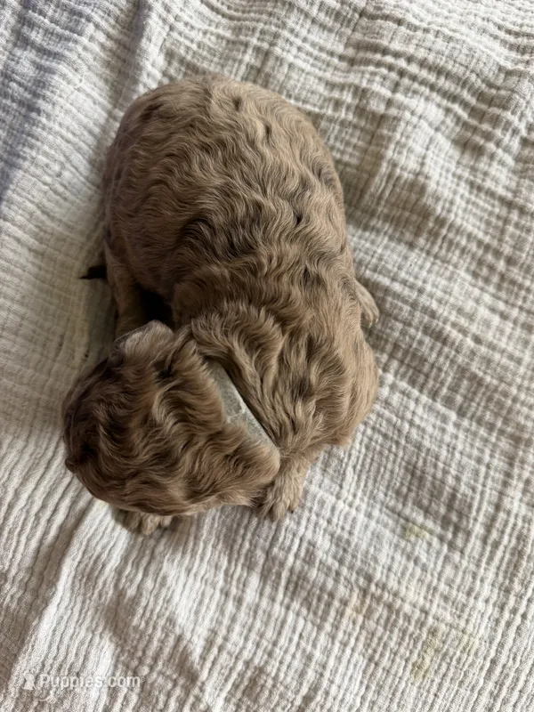 Rolo- Light brown Merle  – Labradoodle puppy for sale in Brownsville, TX