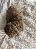 Rolo- Light brown Merle , a male Labradoodle for sale in Brownsville, TX – 1 of 4