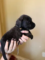 Nugget, a female Cane Corso and Poodle - Standard  for sale in Brownsville, TX – 2 of 4