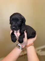Tater Tot, a female Cane Corso and Poodle - Standard  for sale in Brownsville, TX – 4 of 5