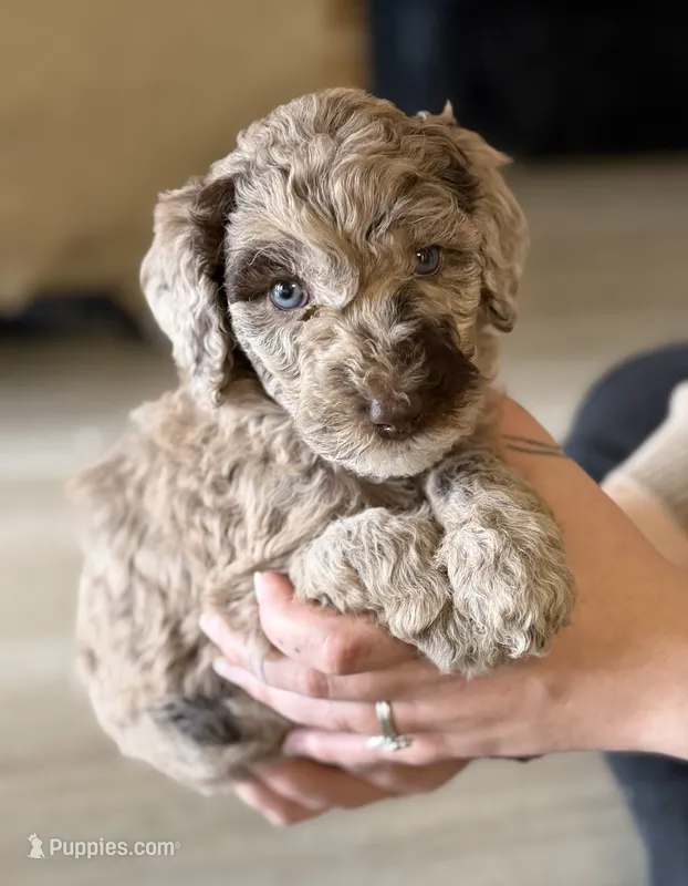 Toffee- Light brown Merle , a male Labradoodle for sale in Brownsville, TX – 1 of 6