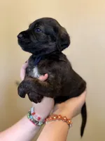 Ravioli , a male Cane Corso and Poodle - Standard  for sale in Brownsville, TX – 4 of 6