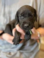 Dumpling, a male Cane Corso and Poodle - Standard  for sale in Brownsville, TX – 3 of 3