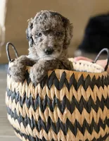 Rolo- Merle, a male Labradoodle for sale in Brownsville, TX – 2 of 6