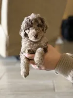 Reeses- Merle, a female Labradoodle for sale in Brownsville, TX – 1 of 5