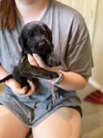 Tater Tot, a female Cane Corso and Poodle - Standard  for sale in Brownsville, TX – 2 of 5