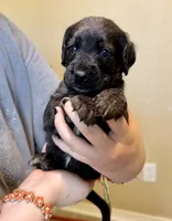 Ravioli , a male Cane Corso and Poodle - Standard  for sale in Brownsville, TX – 3 of 6