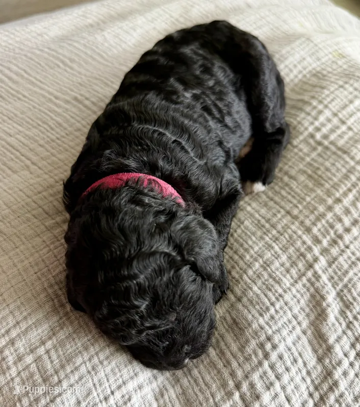 Espresso – Labradoodle puppy for sale in Brownsville, TX