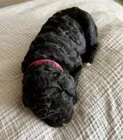 Espresso, a female Labradoodle for sale in Brownsville, TX – 1 of 3