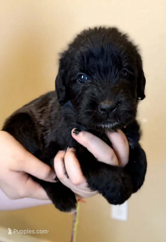 Noodle – Cane Corso, Poodle - Standard  puppy for sale in Brownsville, TX