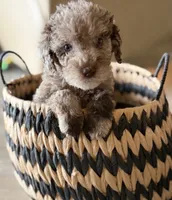 Twix- Merle , a male Labradoodle for sale in Brownsville, TX – 2 of 6