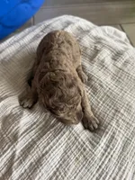 Rolo- Light brown Merle , a male Labradoodle for sale in Brownsville, TX – 3 of 4