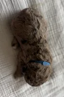 KitKat- Merle, a male Labradoodle for sale in Brownsville, TX – 2 of 4