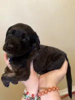 Ravioli , a male Cane Corso and Poodle - Standard  for sale in Brownsville, TX – 5 of 6