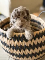 Reeses- Merle, a female Labradoodle for sale in Brownsville, TX – 2 of 5