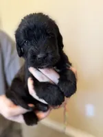 Noodle, a female Cane Corso and Poodle - Standard  for sale in Brownsville, TX – 4 of 6