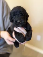 Noodle, a female Cane Corso and Poodle - Standard  for sale in Brownsville, TX – 2 of 6