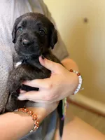 Ravioli , a male Cane Corso and Poodle - Standard  for sale in Brownsville, TX – 6 of 6
