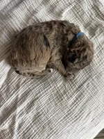 KitKat- Merle, a male Labradoodle for sale in Brownsville, TX – 4 of 4