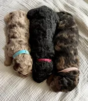Reeses- Merle, a female Labradoodle for sale in Brownsville, TX – 2 of 3