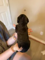 Tater Tot, a female Cane Corso and Poodle - Standard  for sale in Brownsville, TX – 5 of 5