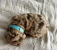 Reeses- Merle, a female Labradoodle for sale in Brownsville, TX – 3 of 3