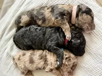 Toffee -Dark Merle , a female Labradoodle for sale in Brownsville, TX – 3 of 3
