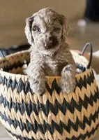 Toffee- Light brown Merle , a male Labradoodle for sale in Brownsville, TX – 2 of 6