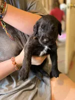 Nugget, a female Cane Corso and Poodle - Standard  for sale in Brownsville, TX – 4 of 4