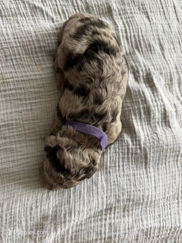 Twix- Merle  – Labradoodle puppy for sale in Brownsville, TX