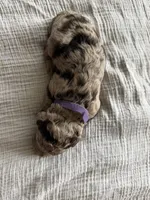 Twix- Merle , a male Labradoodle for sale in Brownsville, TX – 1 of 3