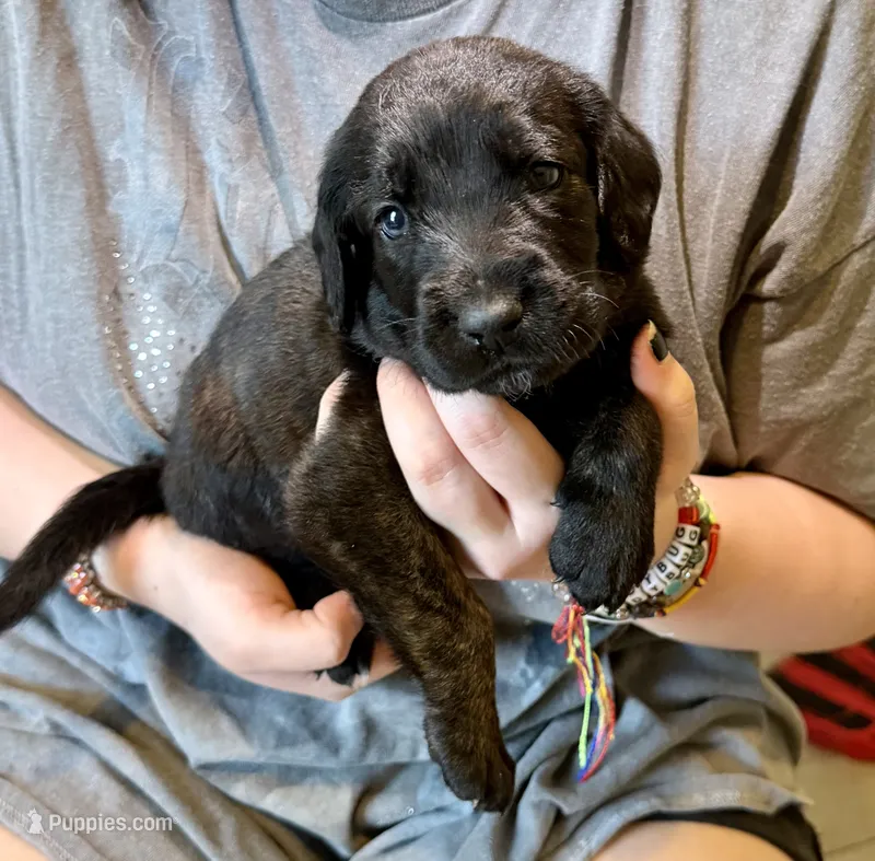 Tater Tot – Cane Corso, Poodle - Standard  puppy for sale in Brownsville, TX