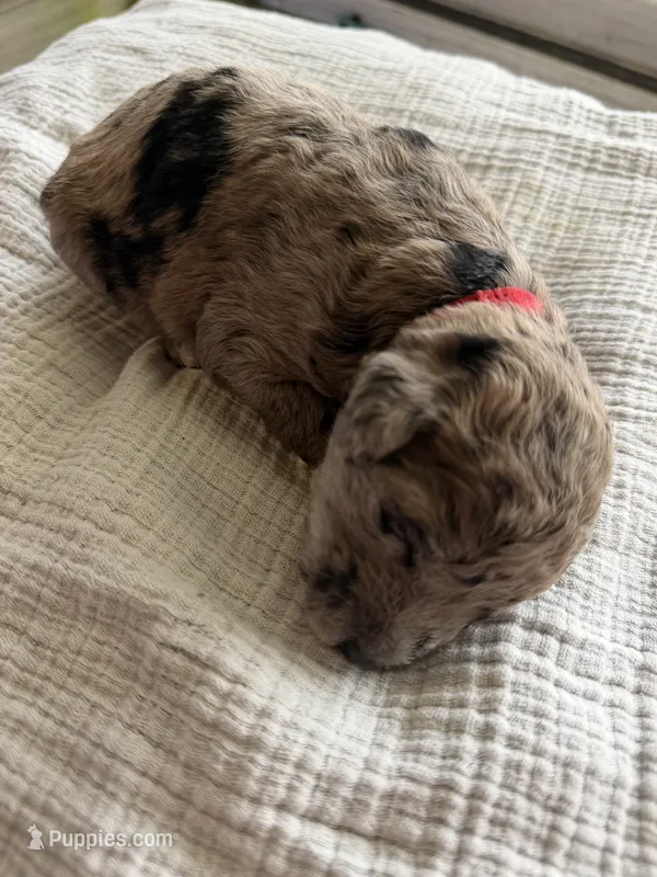 Snickers- Merle  – Labradoodle puppy for sale in Brownsville, TX