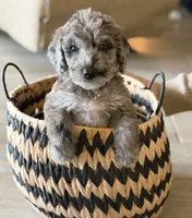 Truffle - Merle , a male Labradoodle for sale in Brownsville, TX – 1 of 6