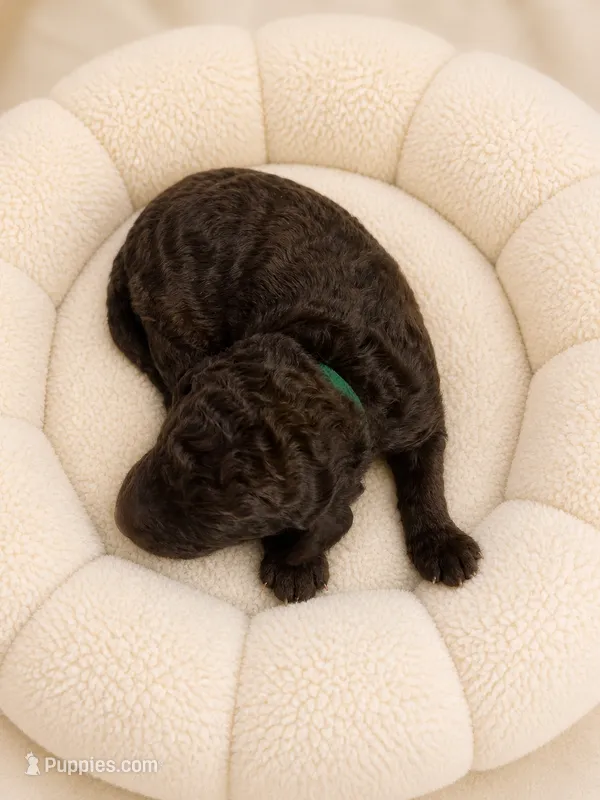 Hersheys – Labradoodle puppy for sale in Brownsville, TX