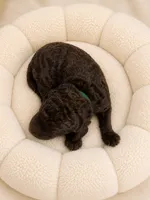 Hersheys, a male Labradoodle for sale in Brownsville, TX – 1 of 2