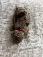 Snickers- Merle , a male Labradoodle for sale in Brownsville, TX – 2 of 4