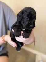 Noodle, a female Cane Corso and Poodle - Standard  for sale in Brownsville, TX – 3 of 6