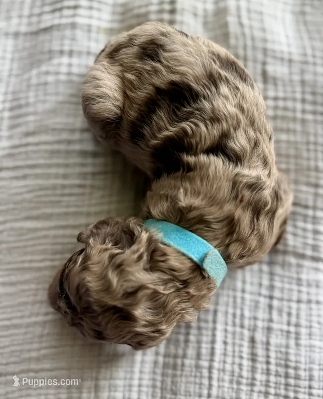 Reeses- Merle – Labradoodle puppy for sale in Brownsville, TX