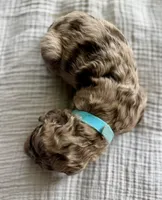 Reeses- Merle, a female Labradoodle for sale in Brownsville, TX – 1 of 3