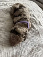 Twix- Merle , a male Labradoodle for sale in Brownsville, TX – 2 of 3