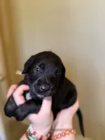 Nugget, a female Cane Corso and Poodle - Standard  for sale in Brownsville, TX – 3 of 4