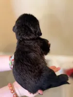 Noodle, a female Cane Corso and Poodle - Standard  for sale in Brownsville, TX – 6 of 6