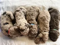 Snickers- Merle , a male Labradoodle for sale in Brownsville, TX – 3 of 4