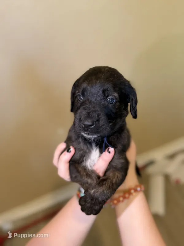 Ravioli  – Cane Corso, Poodle - Standard  puppy for sale in Brownsville, TX