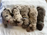 Twix- Merle , a male Labradoodle for sale in Brownsville, TX – 3 of 3